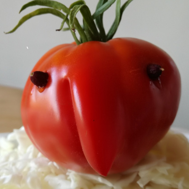 cvorli