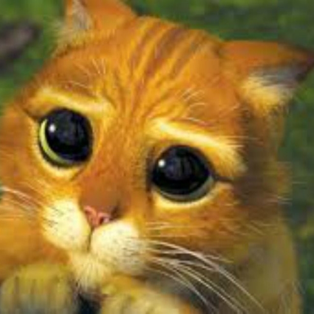 Mietzekatze
