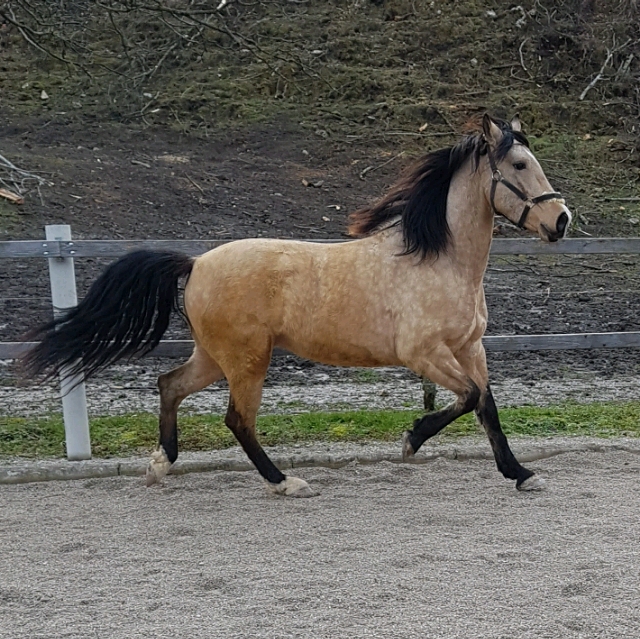 Klaudia