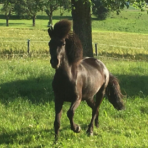Gerald