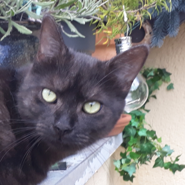montycat