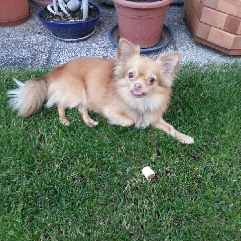 Chipsy