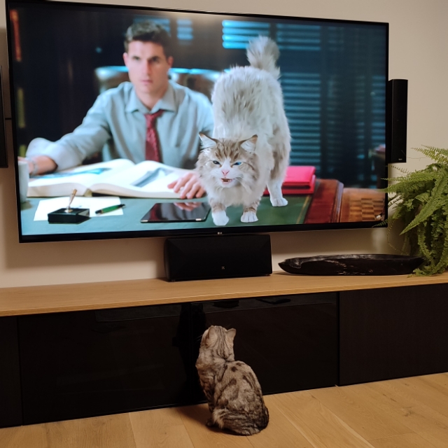 Dani
