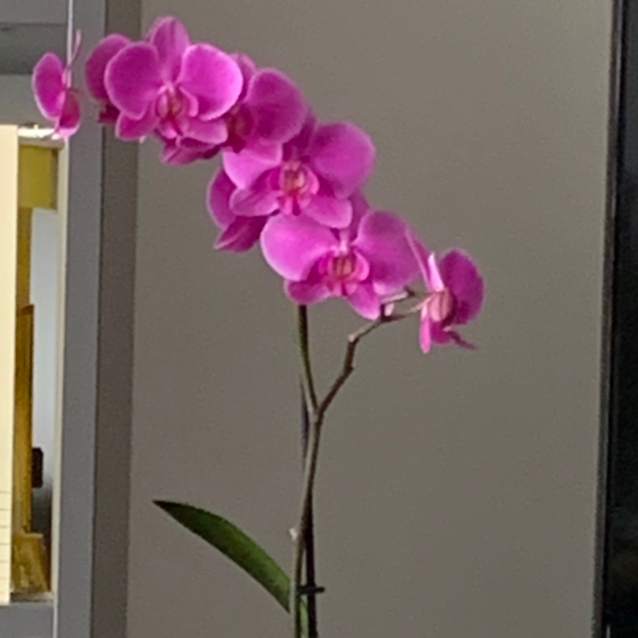 Orchid_love