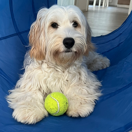 Simone