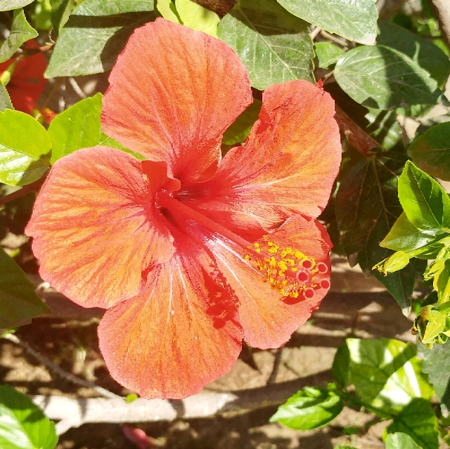 D.
