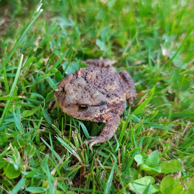 Wolfgang