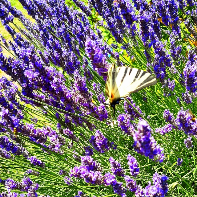 Schmetterling
