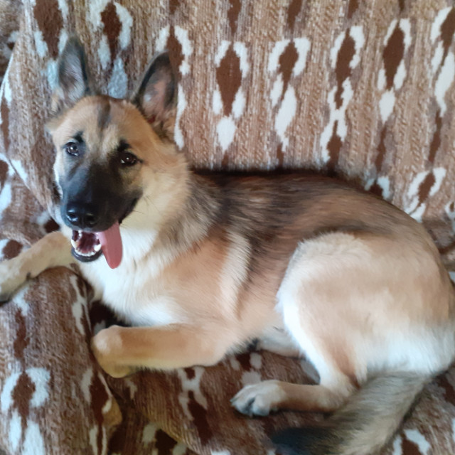 Evi