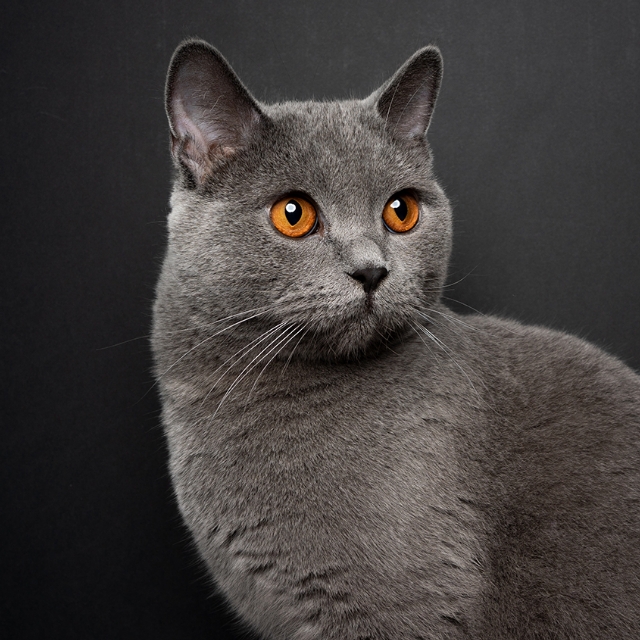 Gilbert