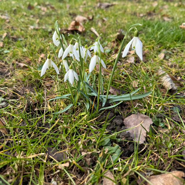 Nicole