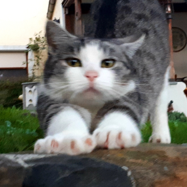Rainer