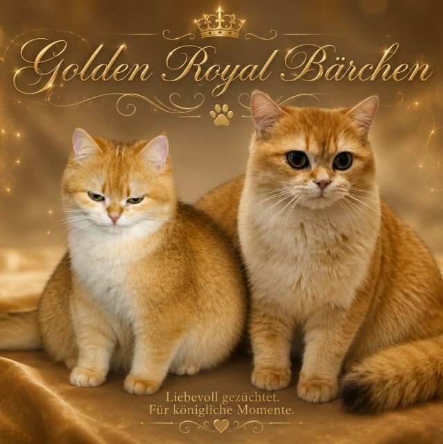 Golden Royal Bärchen