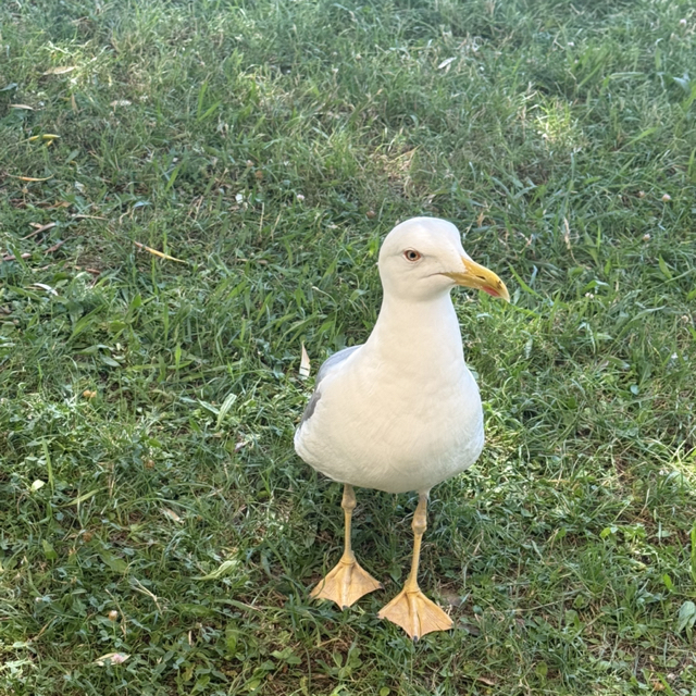C.