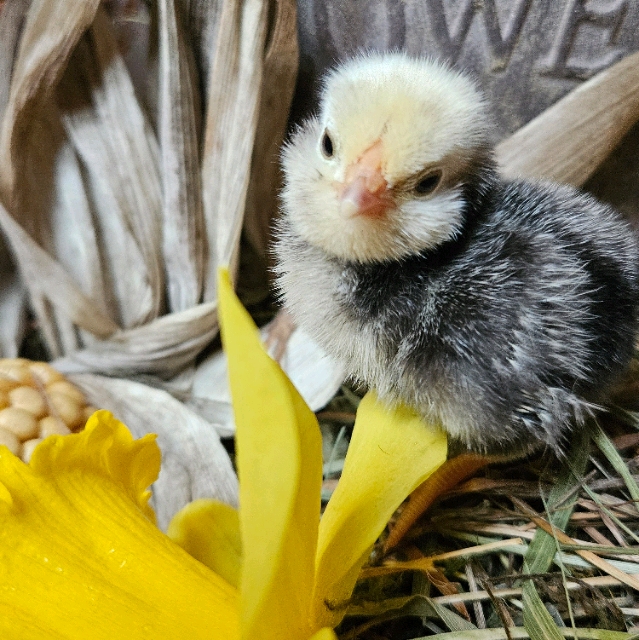 S.
