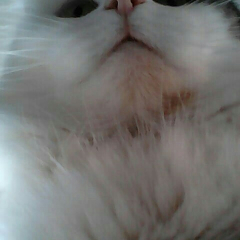 Marion
