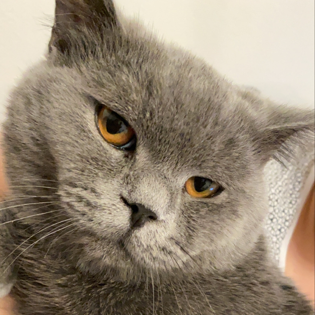 Melii