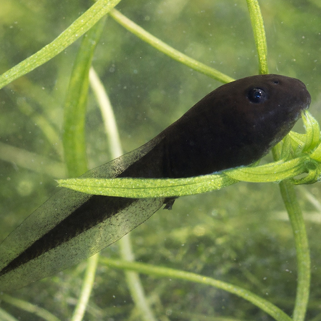 kaulquapperl