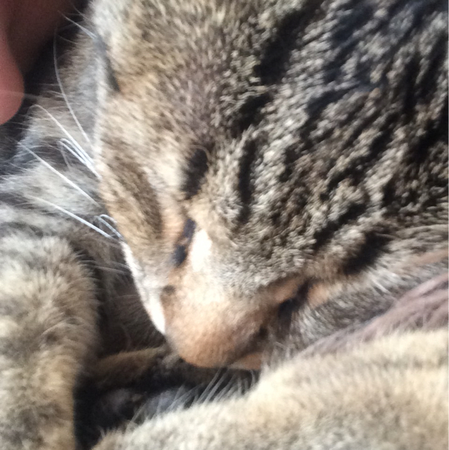 Michi