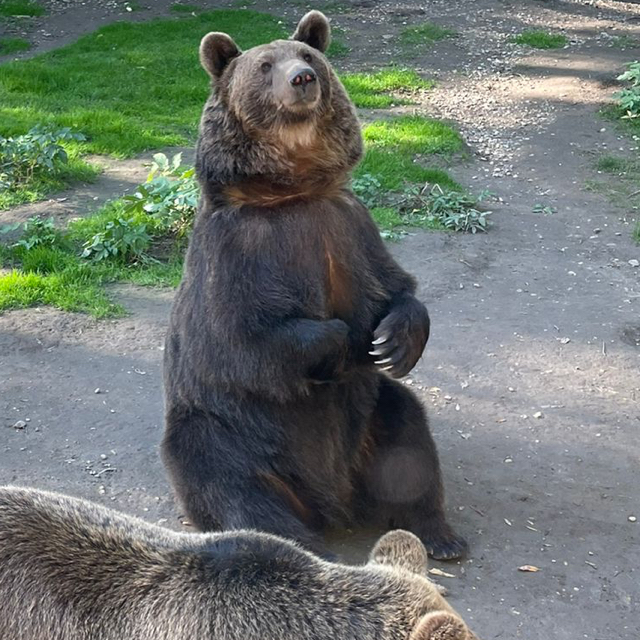 Papa Bär