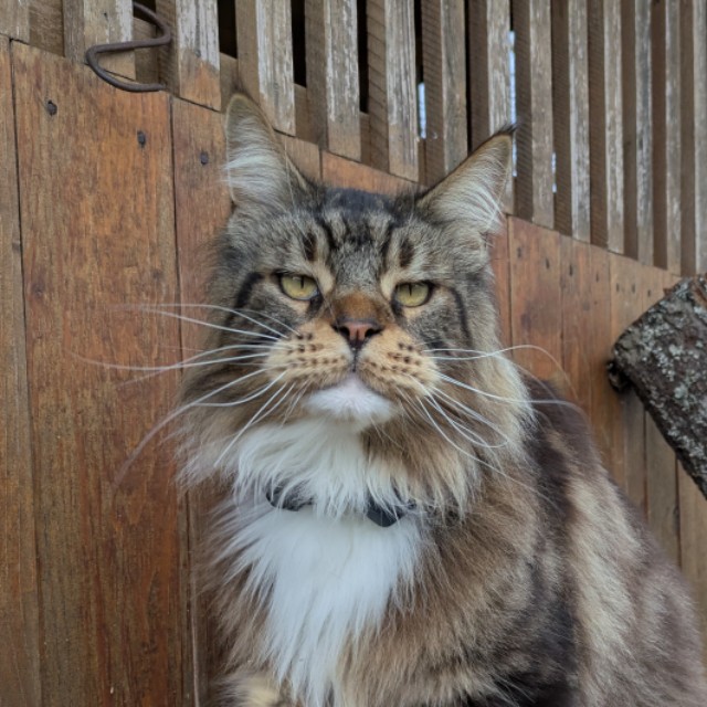 Daniel