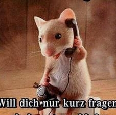 Rudi