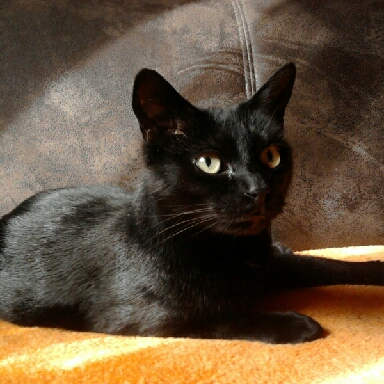 Relei