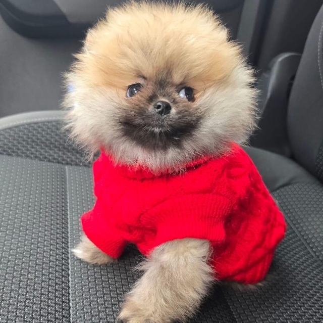 Pasha