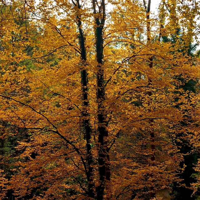 Trichia