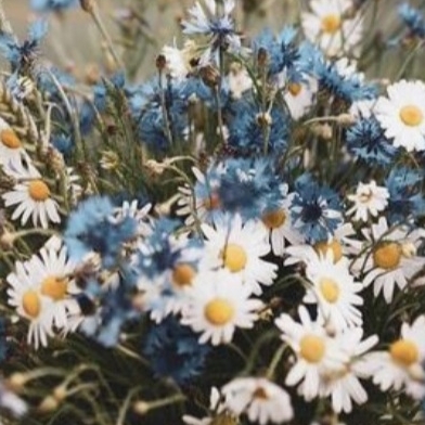 AaA