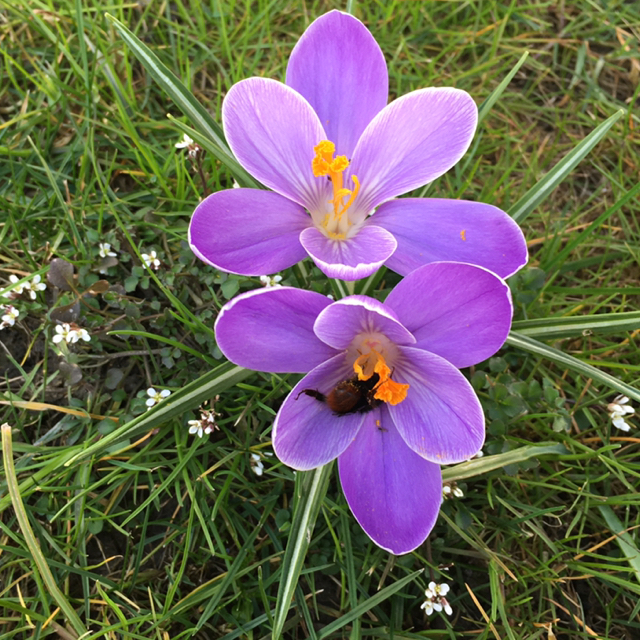 Iris