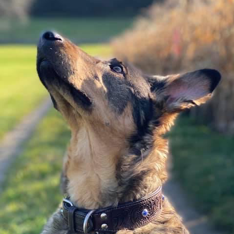 Isabella