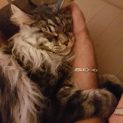 Doris