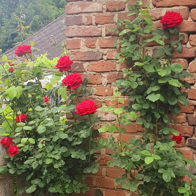Franziska