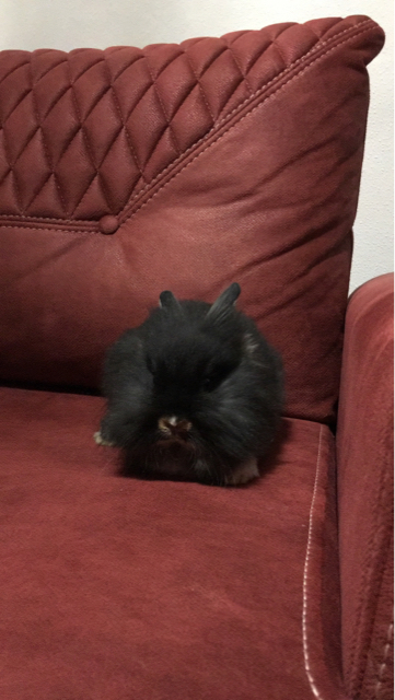 Sümi