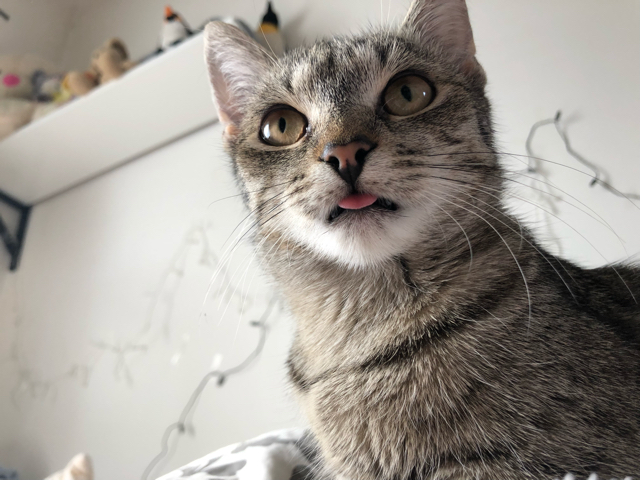 L.