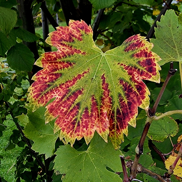 R.
