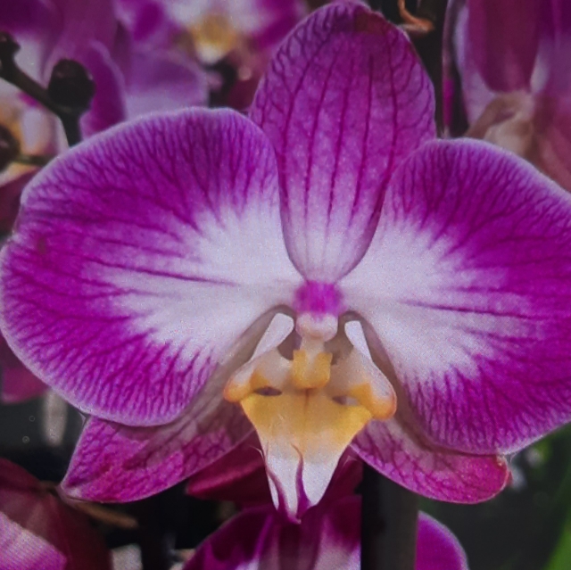 Orchidee
