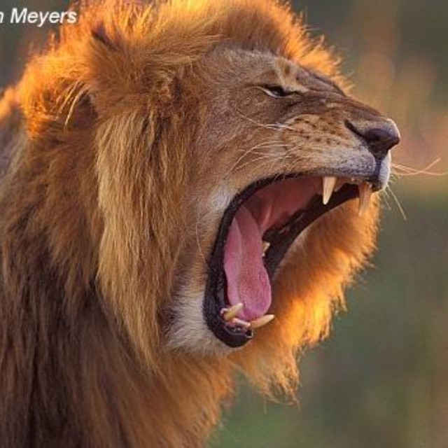 Leopold