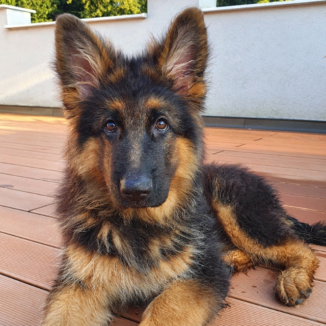 Sebastian