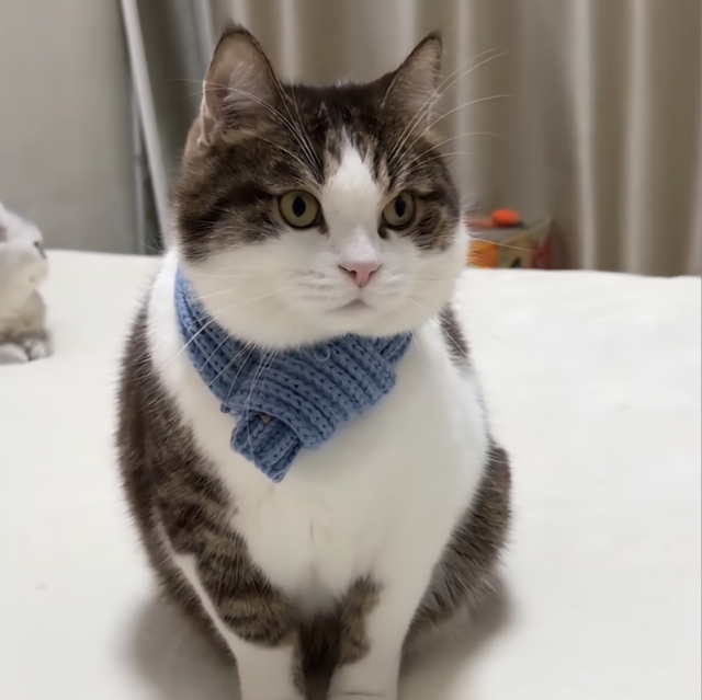 Mr