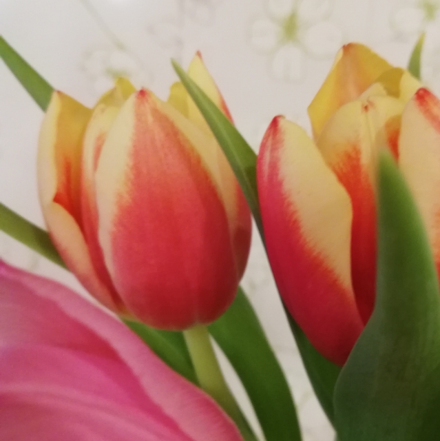 Lilly
