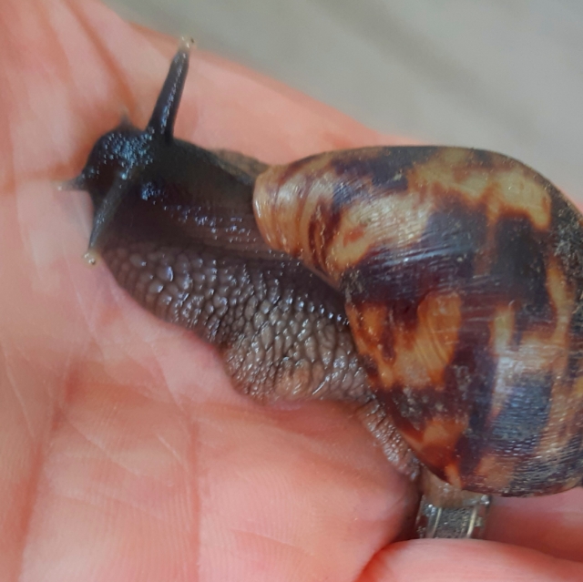 Blümchen