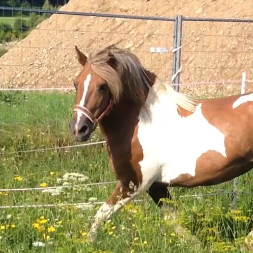 Sonja