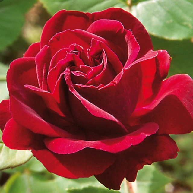Roswitha