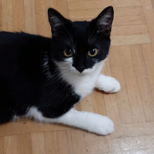 Simon