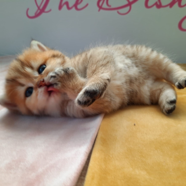 Cattery The Disney Cat (Verband Tica)