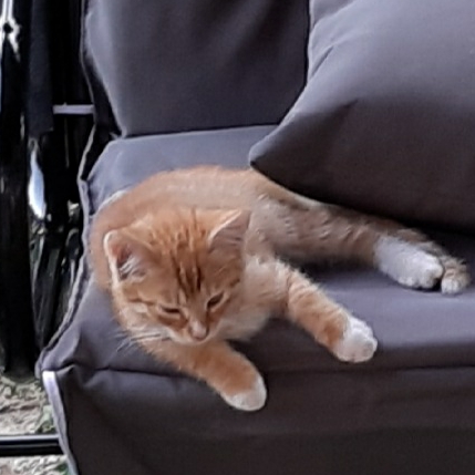 Maus.F