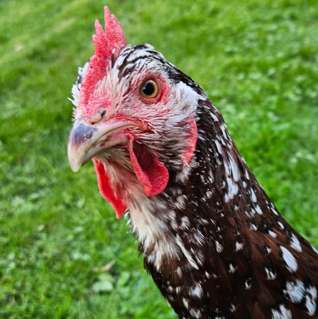 tom