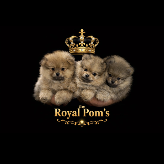 The Royal Pom's